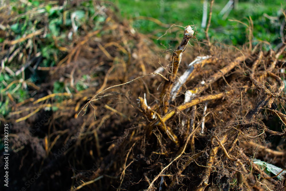 Roots of weeds and plants after clearing a space for a vegetable patch