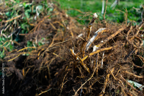 Roots of weeds and plants after clearing a space for a vegetable patch