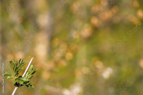 natural spring close up background with selective focus