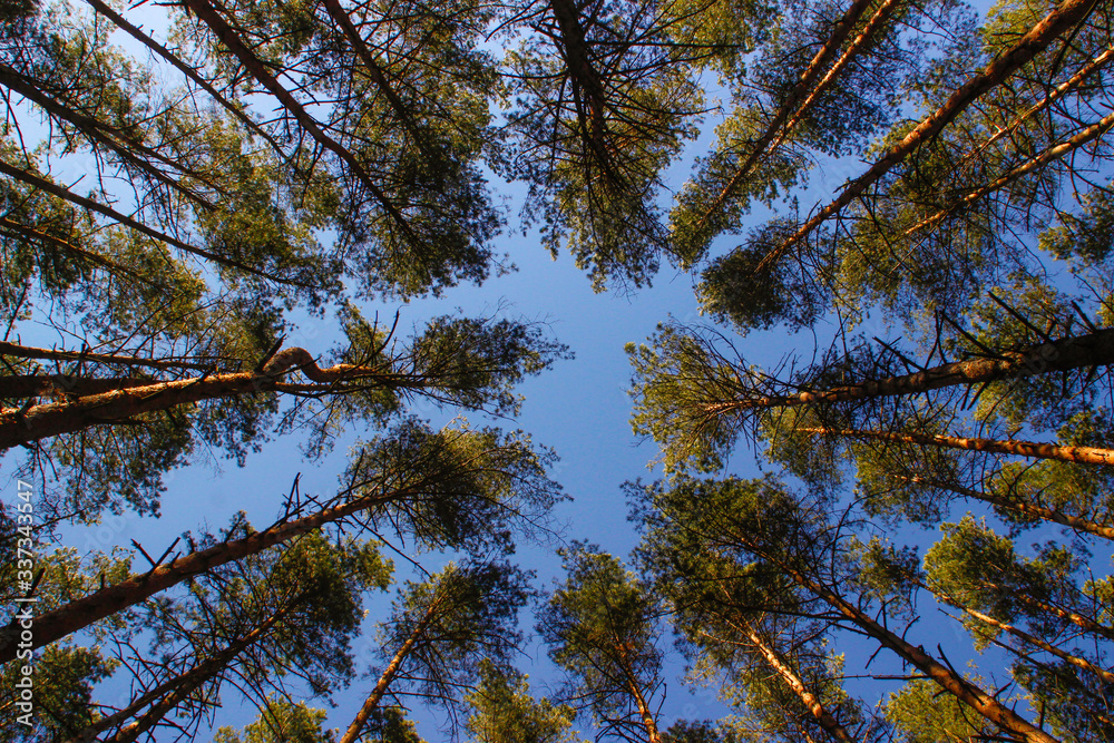 Fototapeta premium Spring in the forest, Belovezhskaya Pushcha National Park in Belarus and Poland - the oldest forest in Europe. Nature wakes up. Nature improves while people in coronavirus isolation.