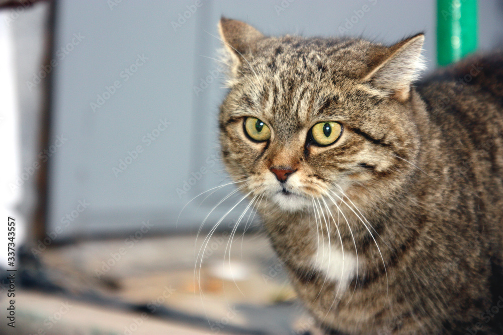 the cat on the porch