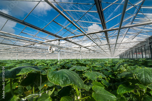rows of cucumbers in a modern greenhouse, growing vegetables, designs made of...