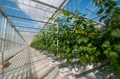 rows of cucumbers in a modern greenhouse, growing vegetables, designs made of...