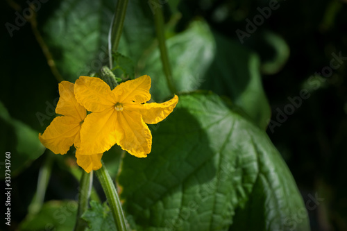 Close up of cucumber in modern greenhouses
