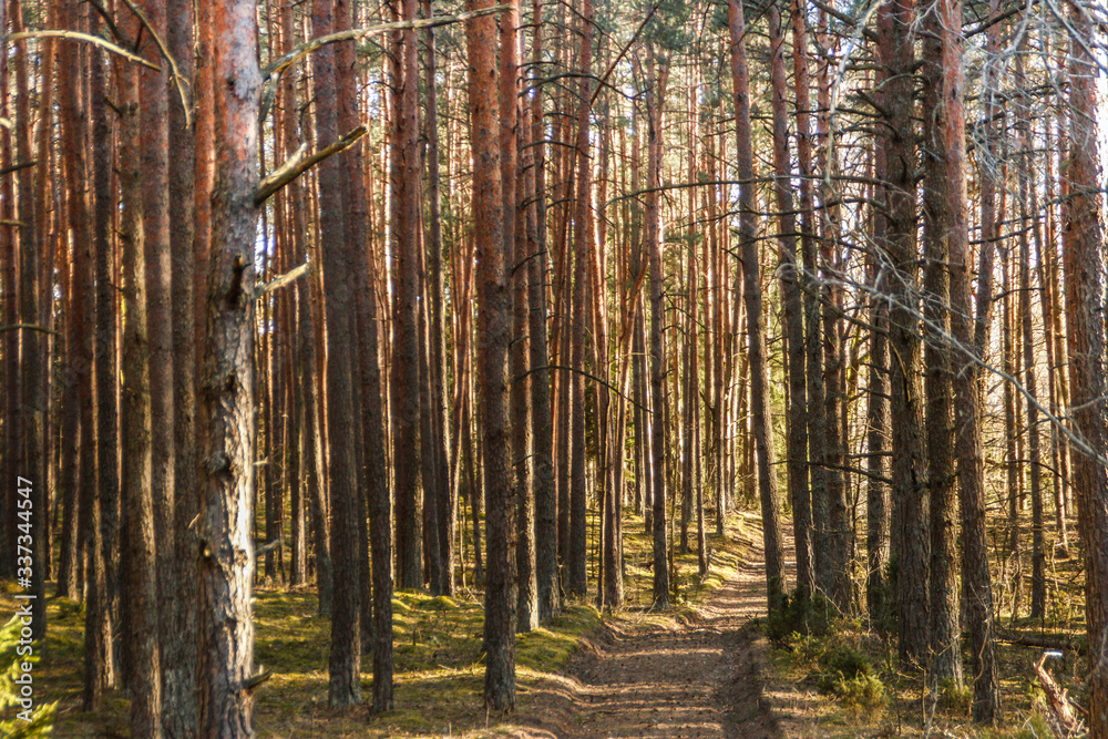 Fototapeta premium Spring in the forest, Belovezhskaya Pushcha National Park in Belarus and Poland - the oldest forest in Europe. Nature wakes up. Nature improves while people in coronavirus isolation.