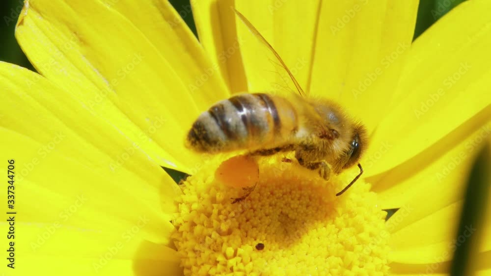 Extreme close up of honey bee feeding on nectar and pollen of bright yellow flower
