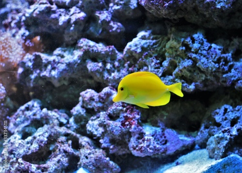 Yellow tang fish in aquarium 