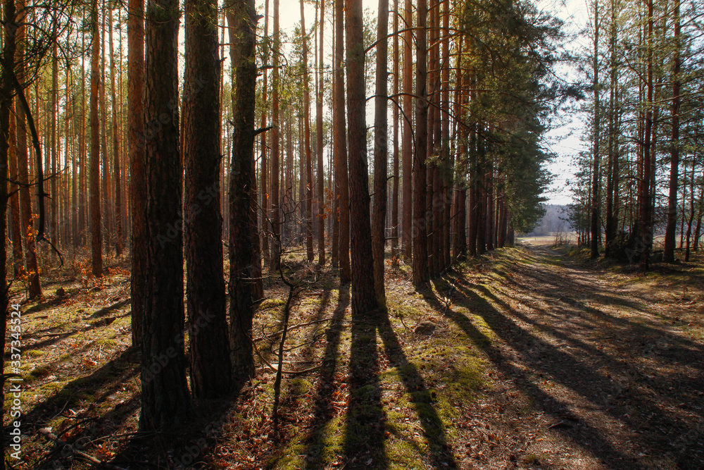 Fototapeta premium Spring in the forest, Belovezhskaya Pushcha National Park in Belarus and Poland - the oldest forest in Europe. Nature wakes up. Nature improves while people in coronavirus isolation.