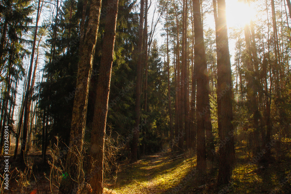 Obraz premium Spring in the forest, Belovezhskaya Pushcha National Park in Belarus and Poland - the oldest forest in Europe. Nature wakes up. Nature improves while people in coronavirus isolation.