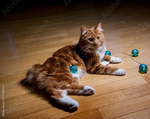 Quadro su tela A photo of Kurilian bobtail cat