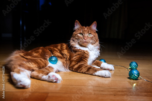 A photo of Kurilian bobtail cat photo