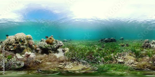 360VR: Beautiful underwater world with coral reef and tropical fishes. Camiguin, Philippines.