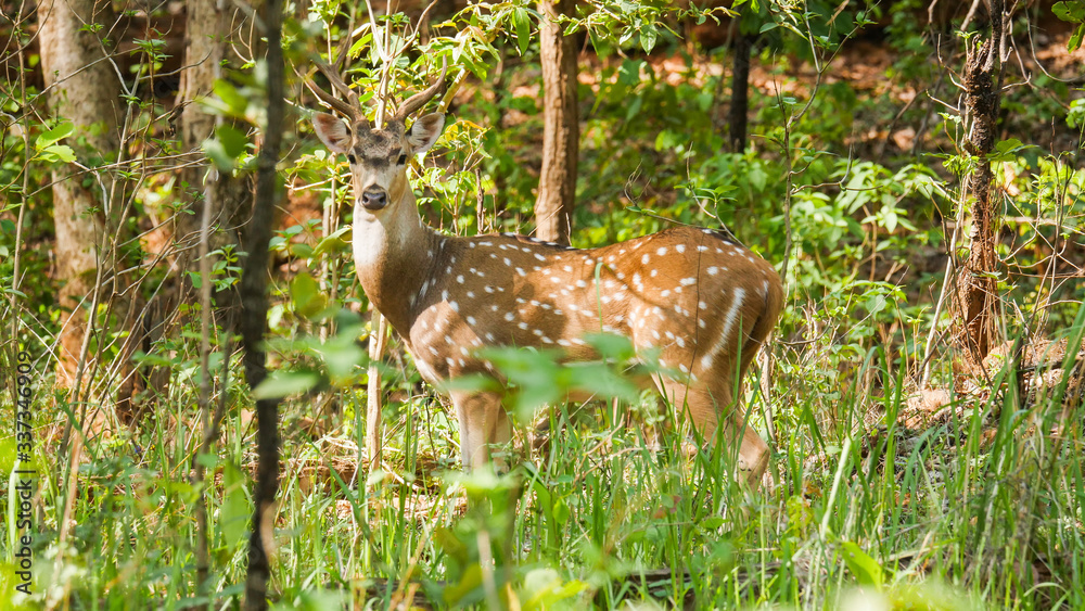 Spotted dear in the deep jungles of chhattisgarh india. wildlife in india, in the big group Spotted dear in the deep jungles of chhattisgarh india. wildlife in india, in the big group