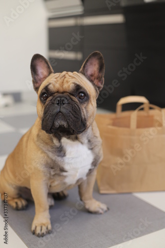 french bulldog, frenchie © Barbora