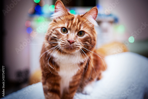 A photo of Kurilian bobtail cat photo