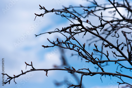 branches of a tree against the sky