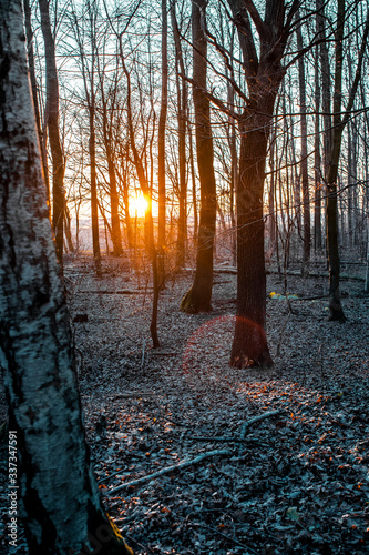 Golden sunset light in the spring nature forest. Beautifulk calm nature view. Germany photo