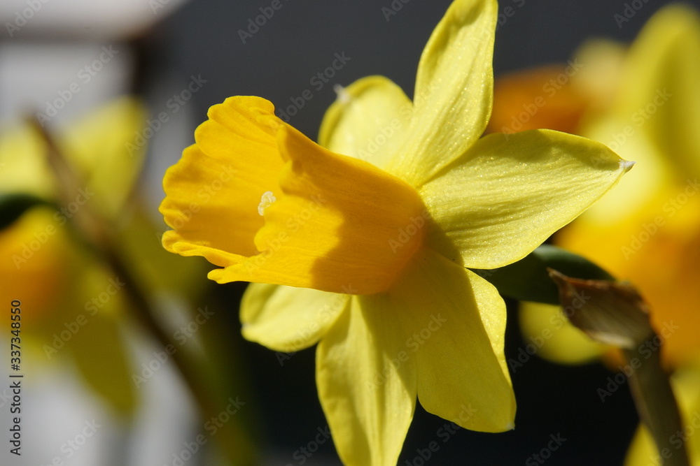 Fototapeta premium Closeup picture of a daffodil Easter bell blossom