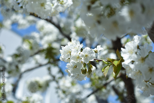 Beautiful spring cherry blossom. Sweet cherry in full blossom in spring. Spring background