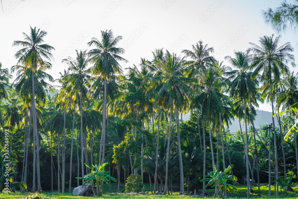 Palm trees against the sky. Tropical jungle Palm trees against the sky. Tropical jungle
