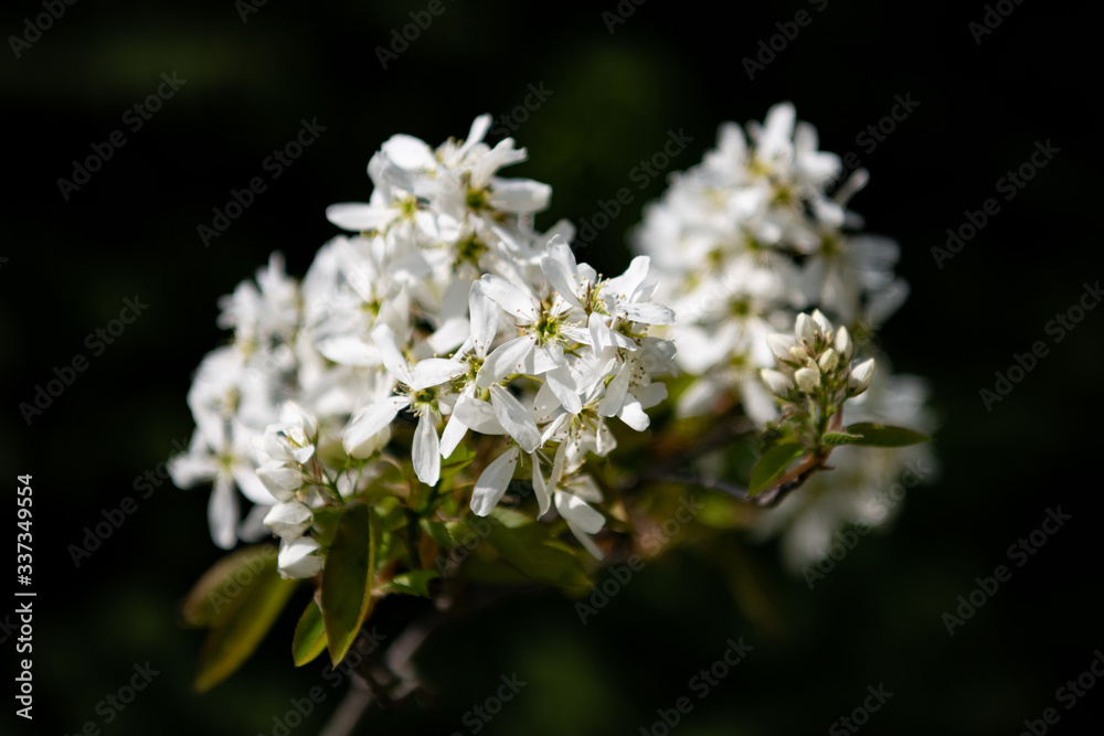 White Amelanchier flowers in soft focus against a dark green backgound White Amelanchier flowers in soft focus against a dark green backgound