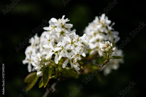 White Amelanchier flowers in soft focus against a dark green backgound
