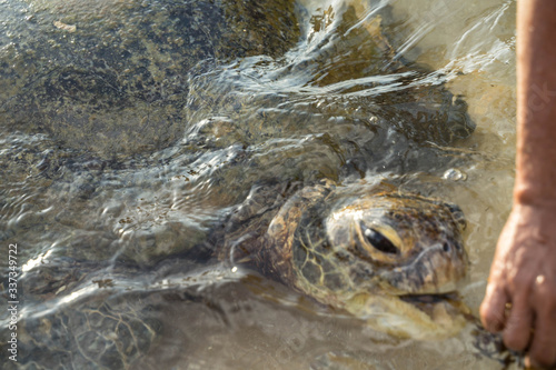 big turtle swims in water and eats algae