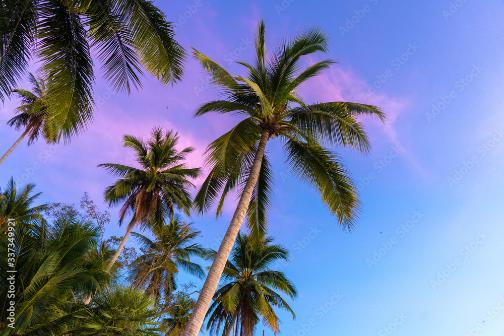 Tropical palm trees against a blue-purple sunset sky. Sunset in the tropics