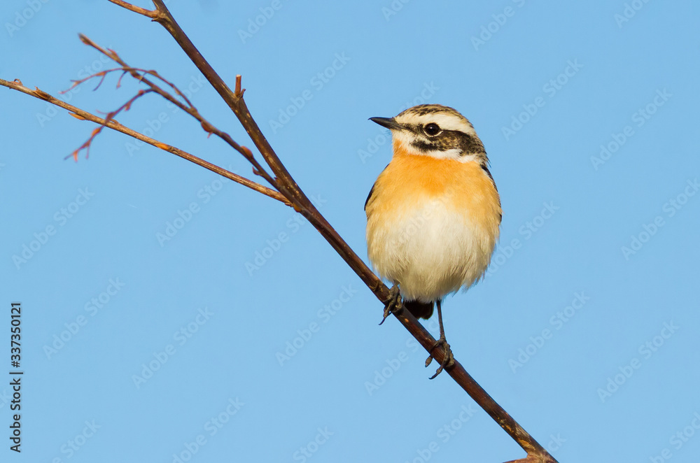 Fototapeta premium Whinchat, saxicola rubetra. The bird sits on a twig