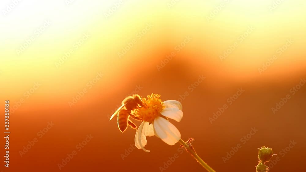 Grass flower  and bees  in the field, Chiangmai province Thailand