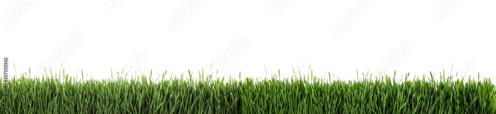 Fototapeta premium Fresh green grass on white background, banner design. Spring season