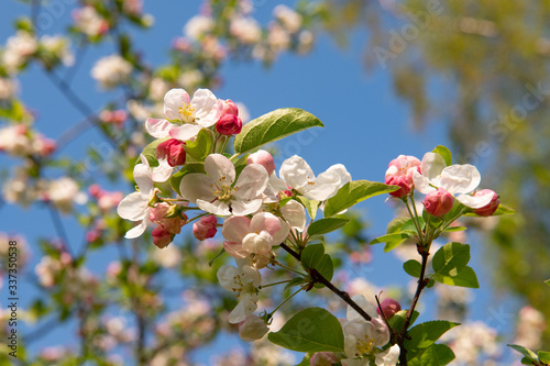 apple tree blossom