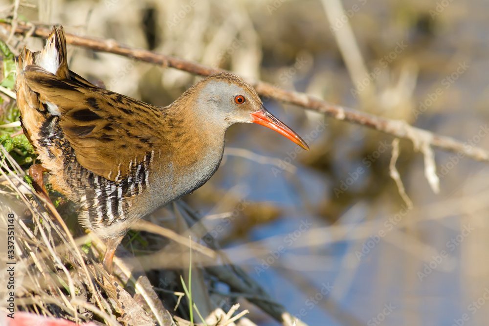 Water Rail, rallus aquaticus. The bird emerged from the reeds and poses ...