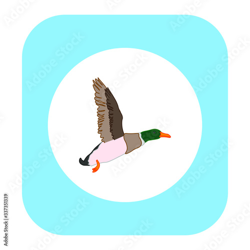 male andead flying with green head and raised wings, vector illustration © robcartorres