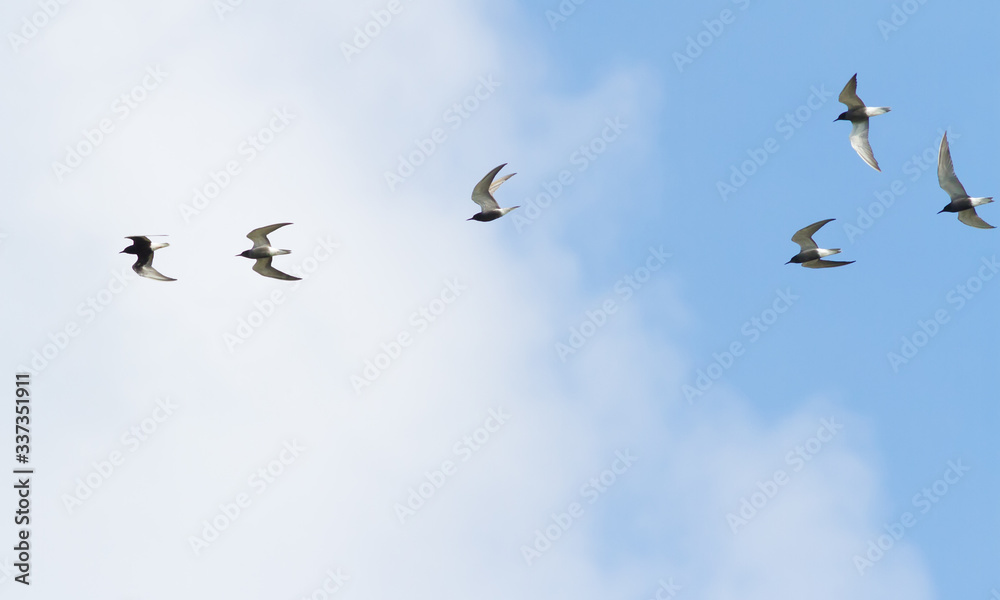 Black tern, chlidonias niger. Six birds fly in the morning over the river against the blue sky with clouds