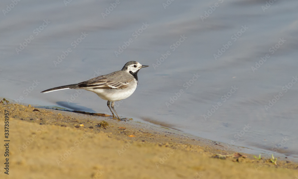 White wagtail, motacilla alba. The bird sits on the bank of the river near the water White wagtail, motacilla alba. The bird sits on the bank of the river near the water