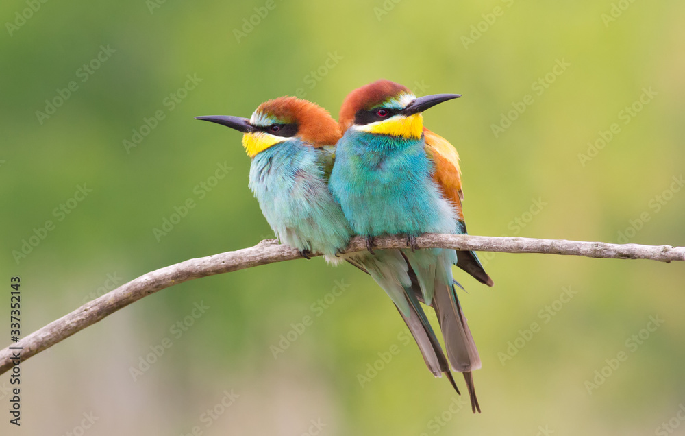 Obraz premium Сommon bee-eater, Merops apiaster. Two birds are sitting on a branch