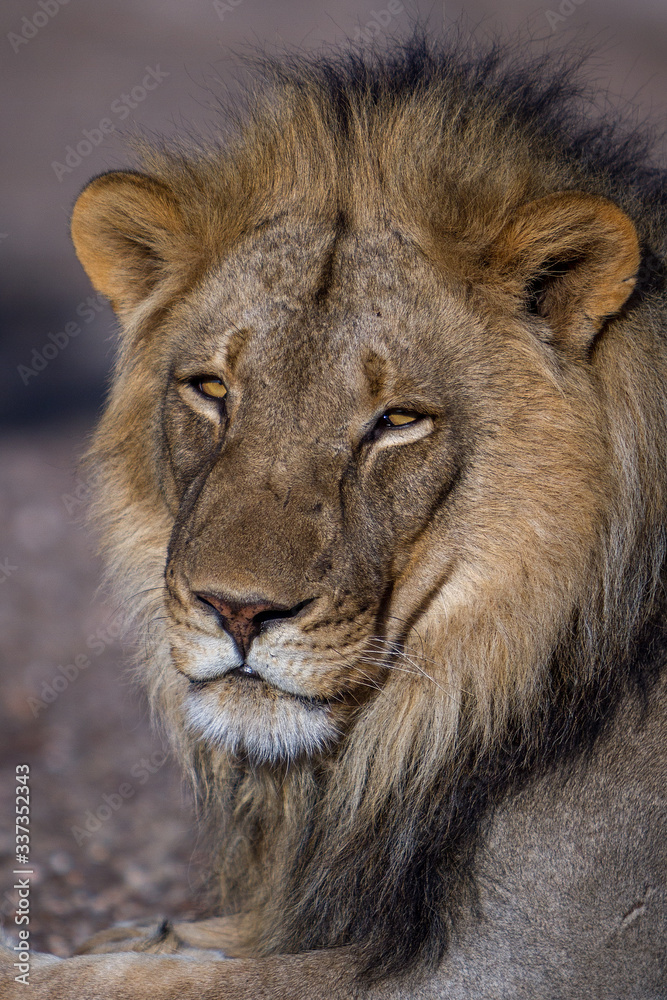 male lion in the wild