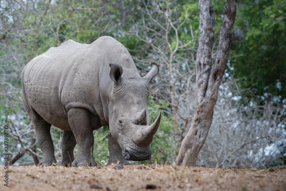 white rhino in the wild white rhino in the wild