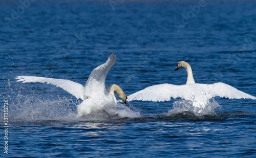 Mute swan. Bird runs on water. Male fight
