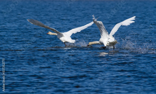 Mute swan. Bird runs on water. Male fight © Юрій Балагула
