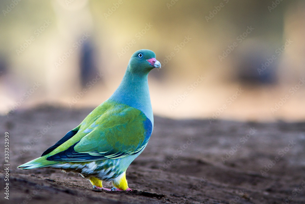 green pigeon in the wild