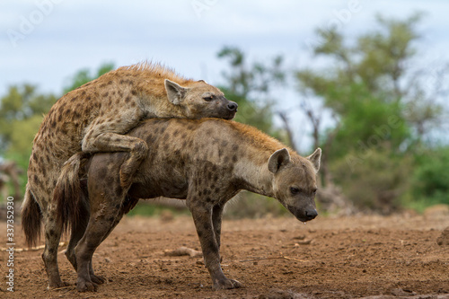 Εκτύπωση καμβά hyenas mating