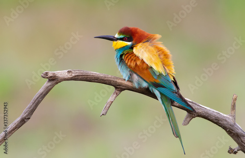 European bee eater, merops apiaster. The bird sits on a branch