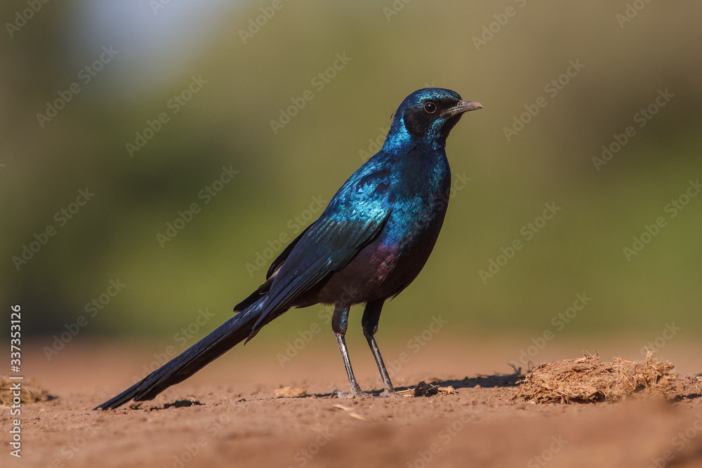 Obraz premium starling in the wild