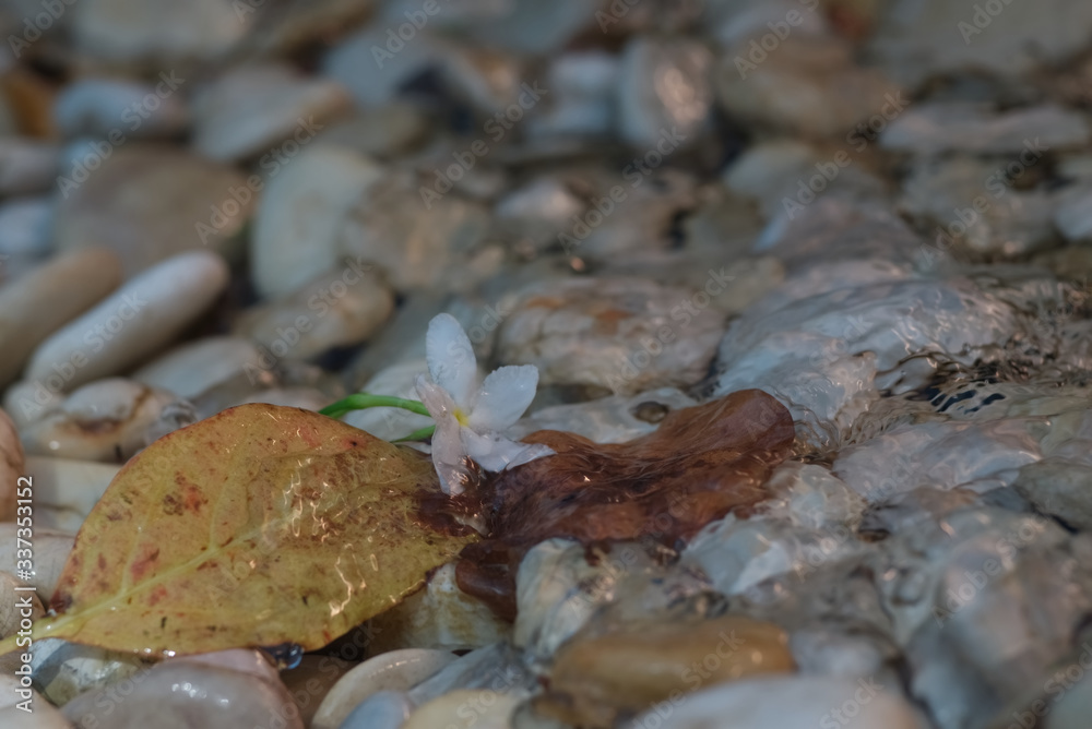 A white flower and its decayed leaf on a flood pebble A white flower and its decayed leaf on a flood pebble