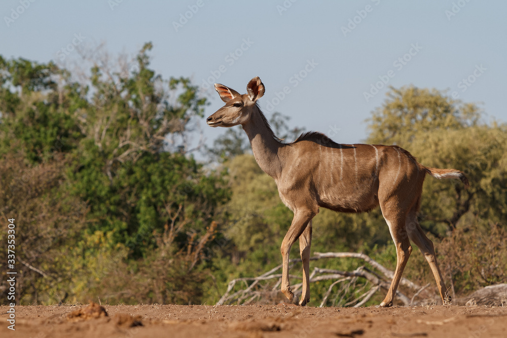 kudu walking in Botswana