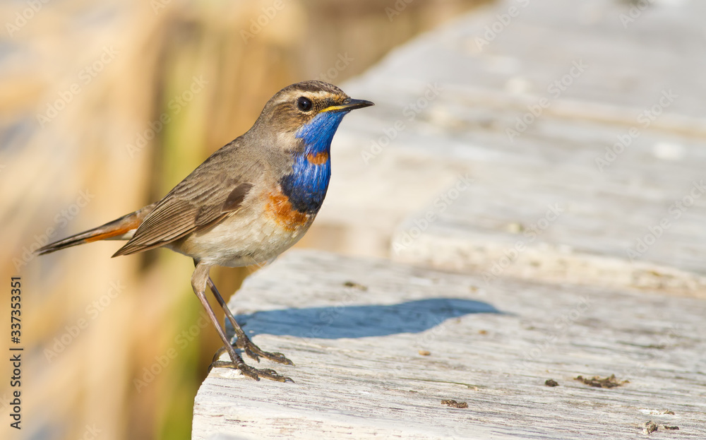 Bluethroat, luscinia svecica. Bird close-up. Standing on a fishing bridge Bluethroat, luscinia svecica. Bird close-up. Standing on a fishing bridge