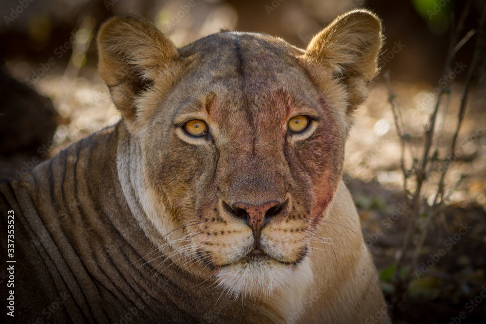 Naklejka premium lioness with blood on face