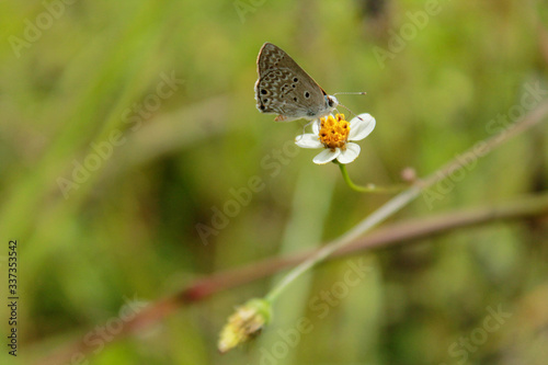 Butterfly covered in a small flower carrying out the epolymisation process, Inza, Cauca, Colombia. photo